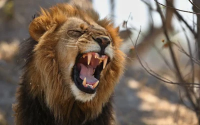 Roar Like A Lion Conquest of Fear
